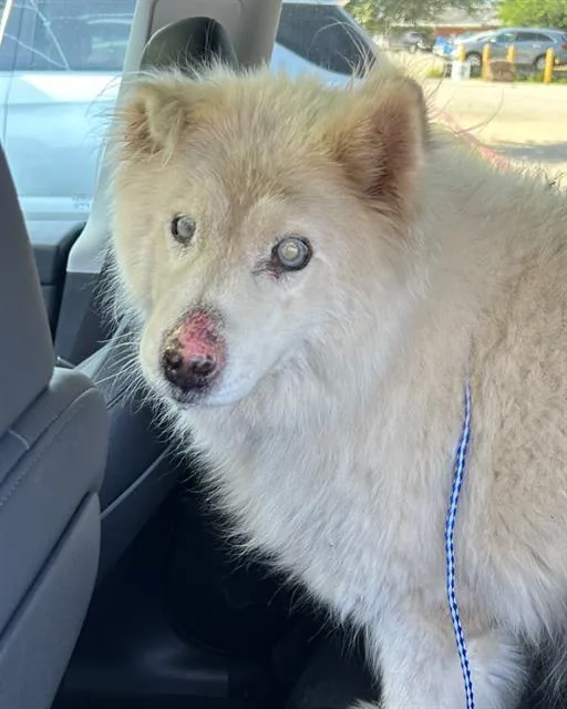 An adult large-sized male Siberian Husky dog named Apollo for adoption in San Antonio, TX