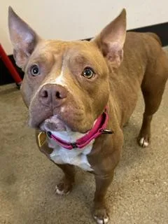 A young medium-sized female Yellow / Tan / Blond / Fawn Pit Bull Terrier dog named Peaches for adoption in Cleveland, OH