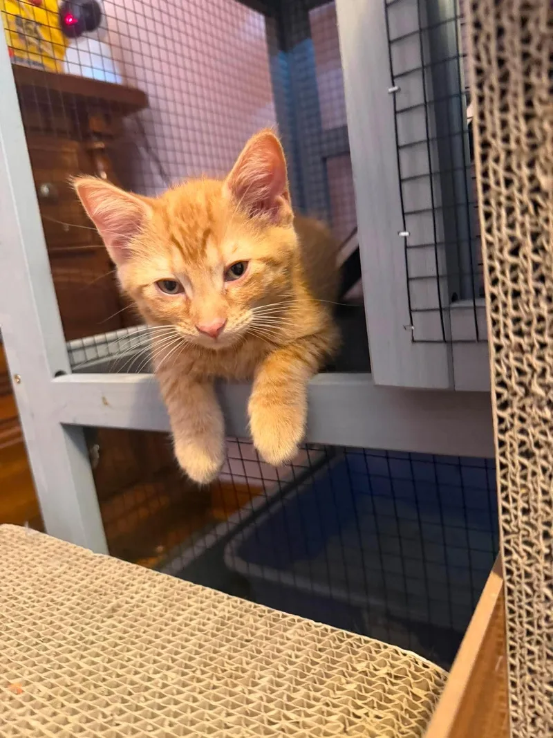 A baby medium-sized male Orange & White Domestic Short Hair cat named Clarence for adoption in East Lansing, MI