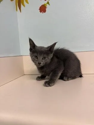 Zeke