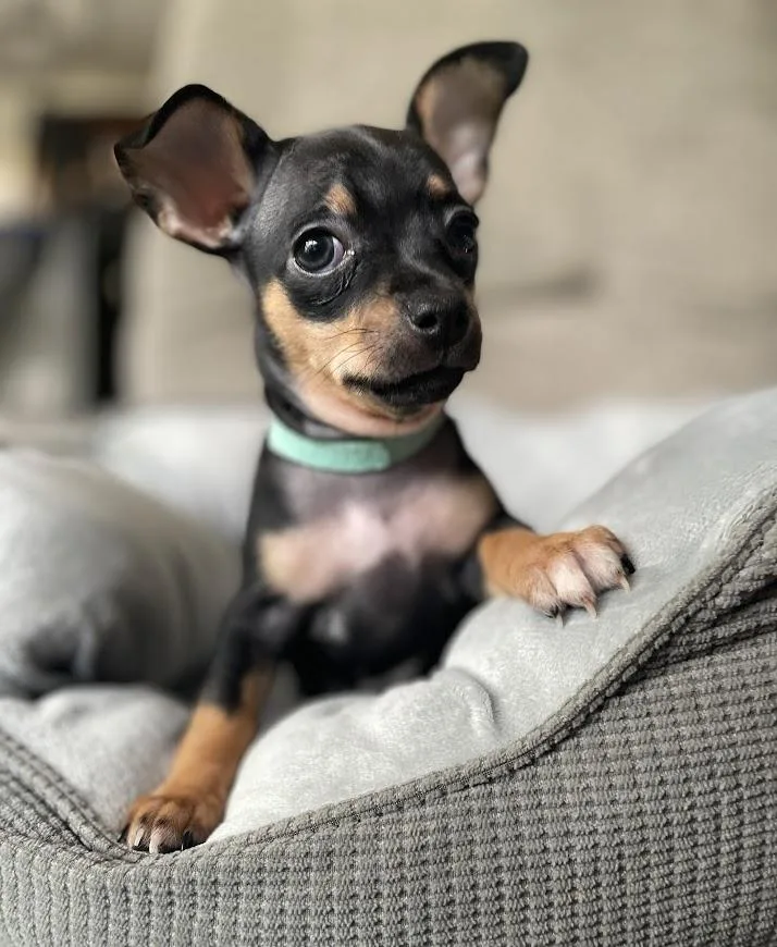 A baby small-sized female Chihuahua dog named Sydney for adoption in Shermans Dale, PA