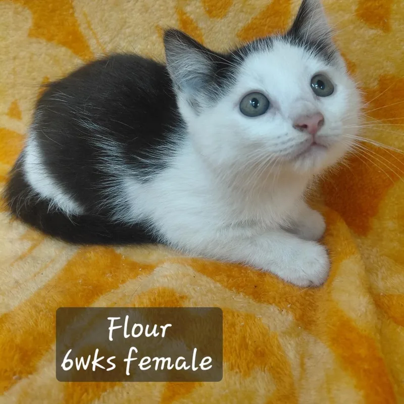 A baby small-sized female Domestic Short Hair cat named Flour for adoption in New Tazewell, TN