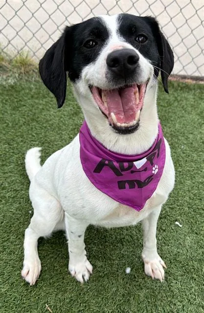 A young medium-sized female Mixed Breed dog named Dottie for adoption in Columbia, SC