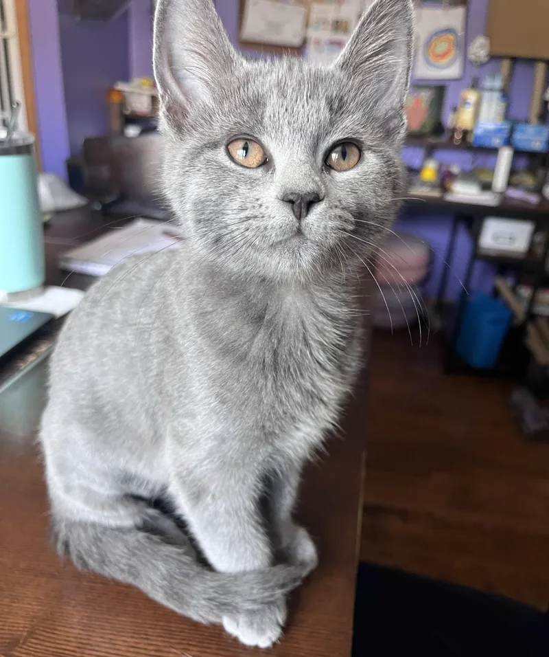 A baby medium-sized female Gray / Blue / Silver Russian Blue cat named Savah for adoption in Lombard, IL