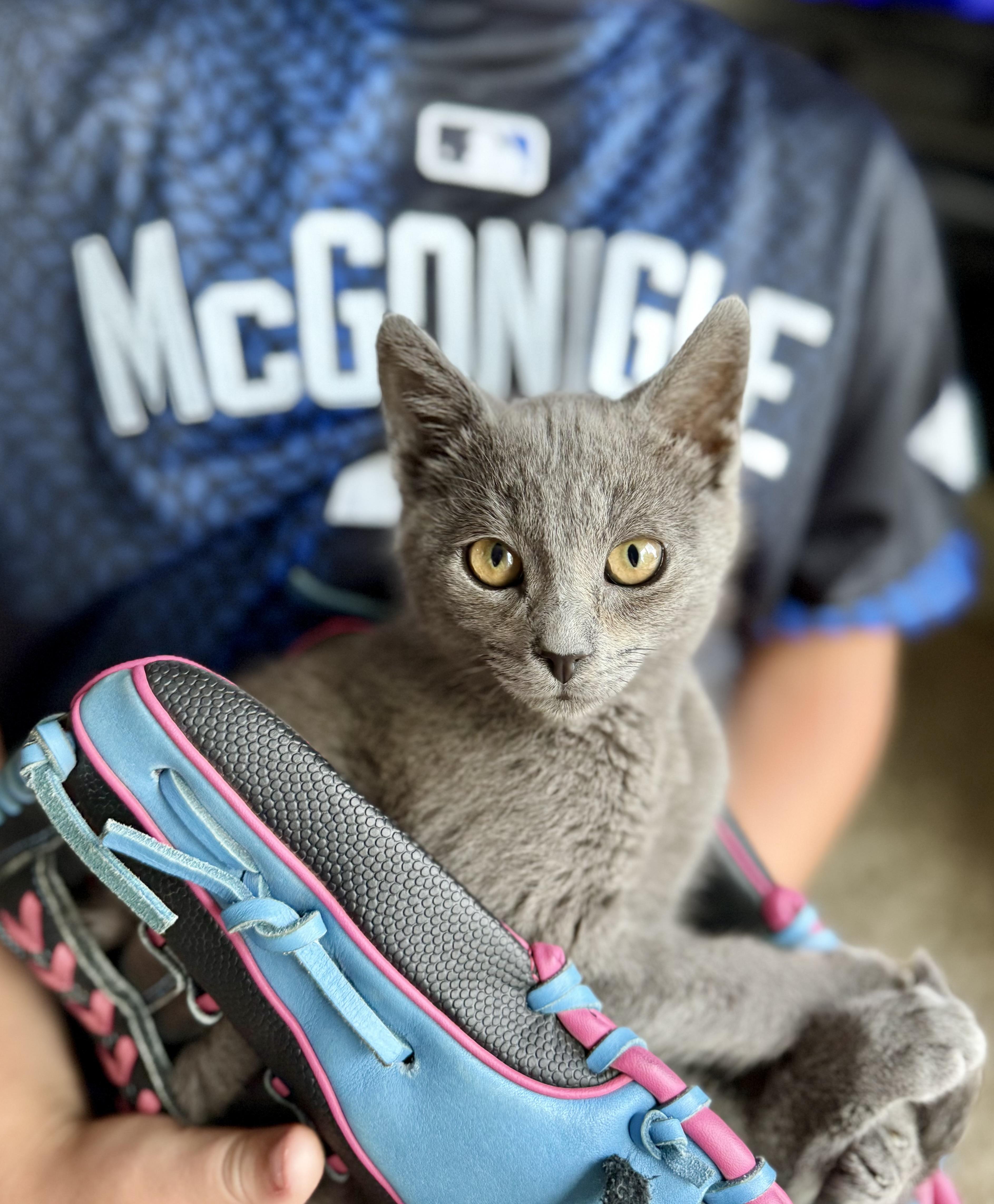 A baby medium-sized male Gray / Blue / Silver Domestic Short Hair cat named Kevin McGonigle for adoption in Hudsonville, MI