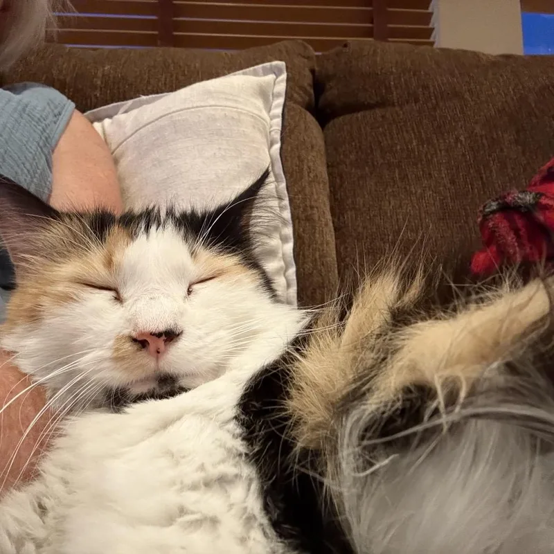 A young small-sized female Calico Domestic Long Hair cat named Autumn Breeze for adoption in Tustin, CA