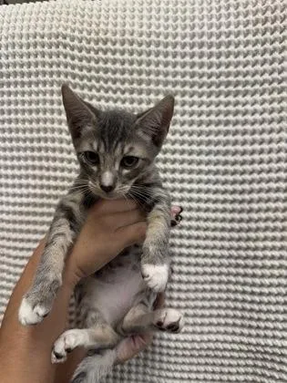 A baby medium-sized male Domestic Short Hair cat named Puck for adoption in Honolulu, HI