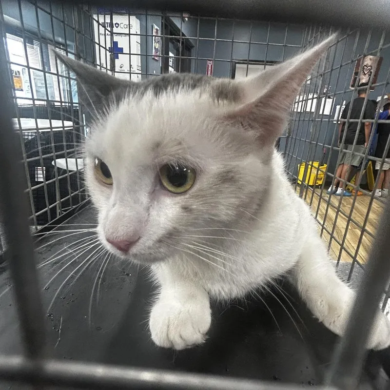 A young medium-sized female White Domestic Short Hair cat named AHNJStray for adoption in Newark, NJ