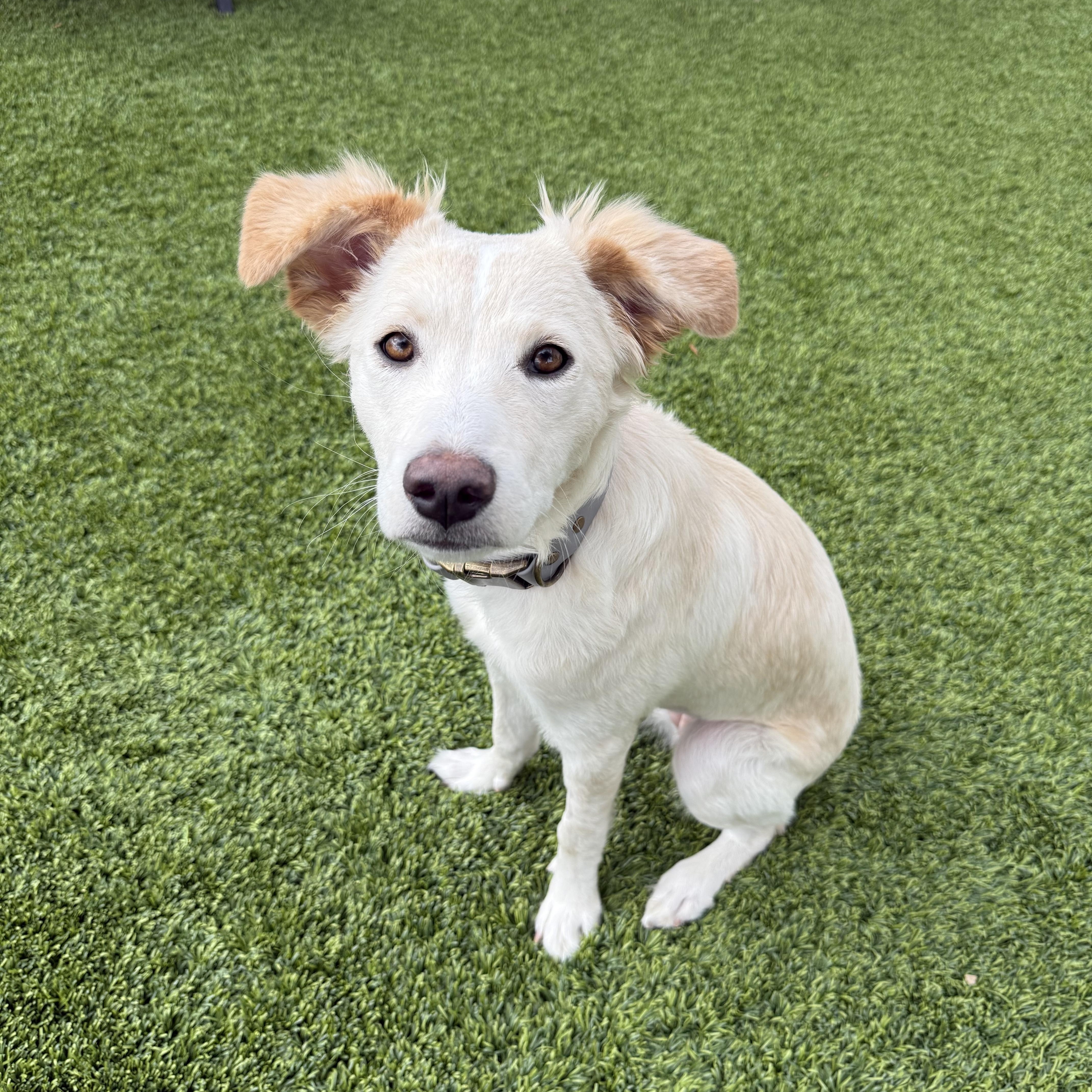 A baby medium-sized female Retriever dog named Skippy for adoption in Henderson, NV