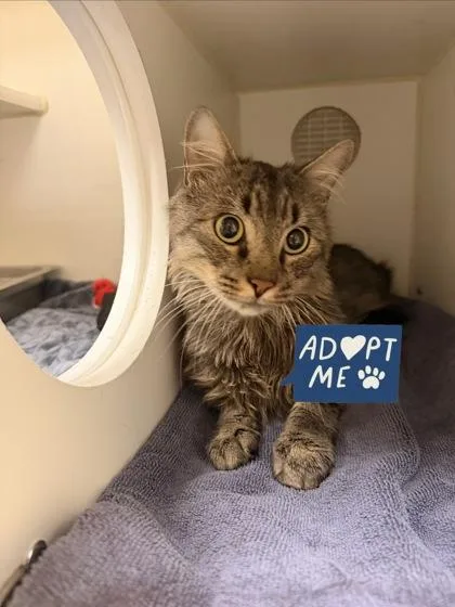 An adult medium-sized male Domestic Medium Hair cat named Goldberg for adoption in Lowell, MA