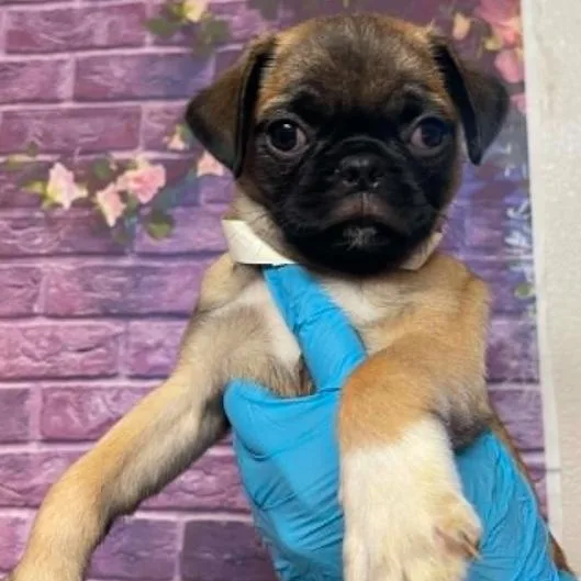 A baby small-sized male Yellow / Tan / Blond / Fawn Pug dog named Lloyd Christmas for adoption in Fort Collins, CO