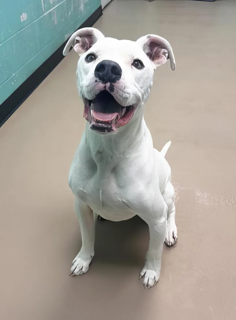 An adult large-sized male Brown / Chocolate Mixed Breed dog named Salem for adoption in Nashville, TN