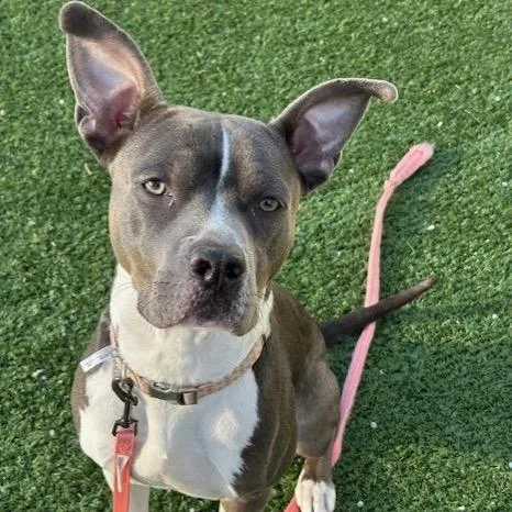 An adult medium-sized male Gray / Blue / Silver Pit Bull Terrier dog named Monkey for adoption in Indianapolis, IN