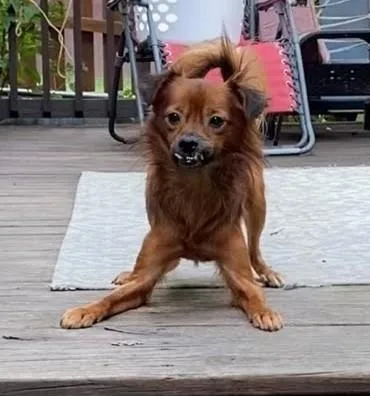 An adult small-sized male Chihuahua dog named Kipper for adoption in Knoxville, TN