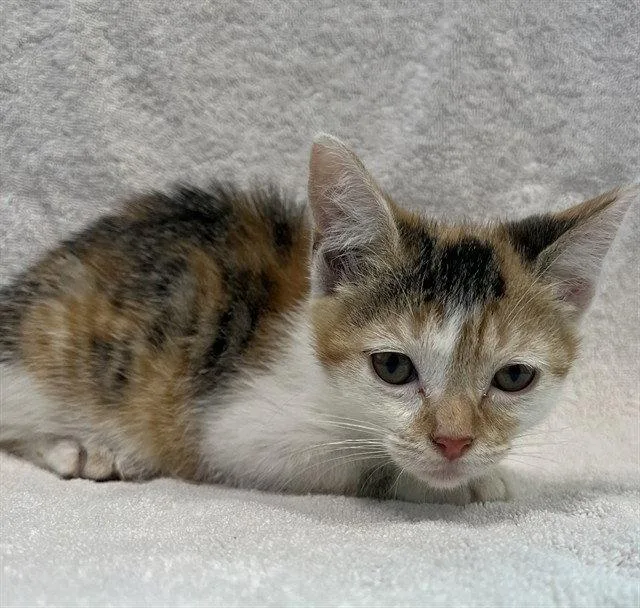 A baby small-sized female Domestic Short Hair cat named Eevee for adoption in Tavares, FL