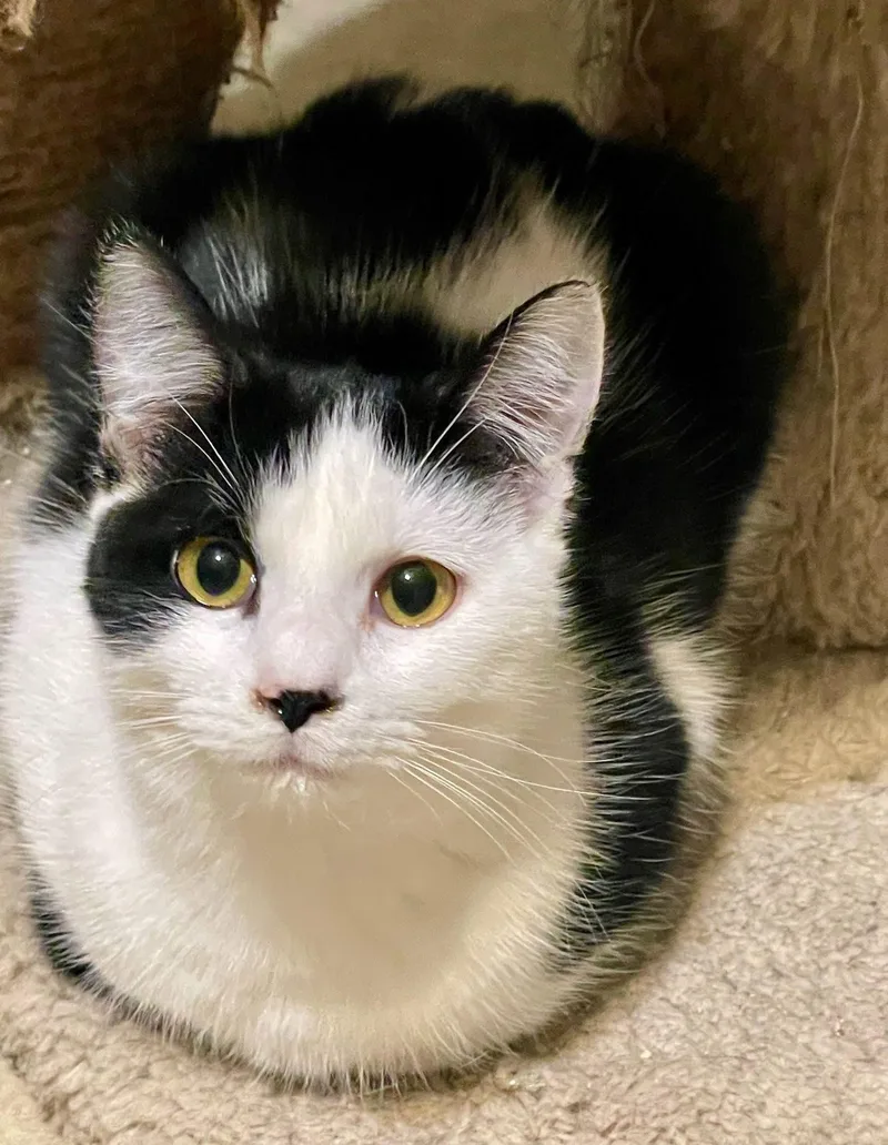 A young medium-sized female Black Domestic Short Hair cat named Ember for adoption in Lacon, IL