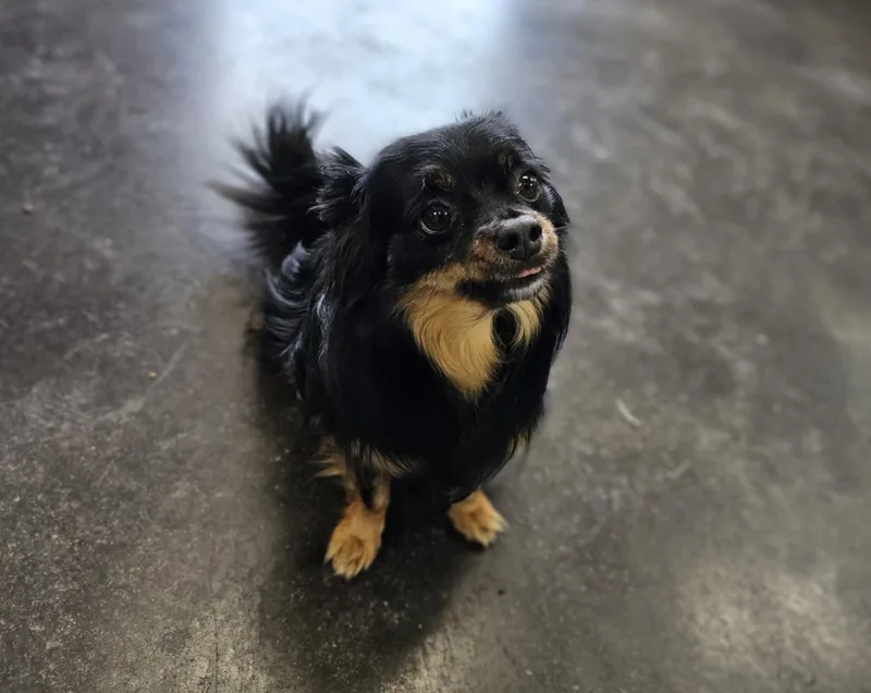 Carmelo And Valentino thumbnail 2