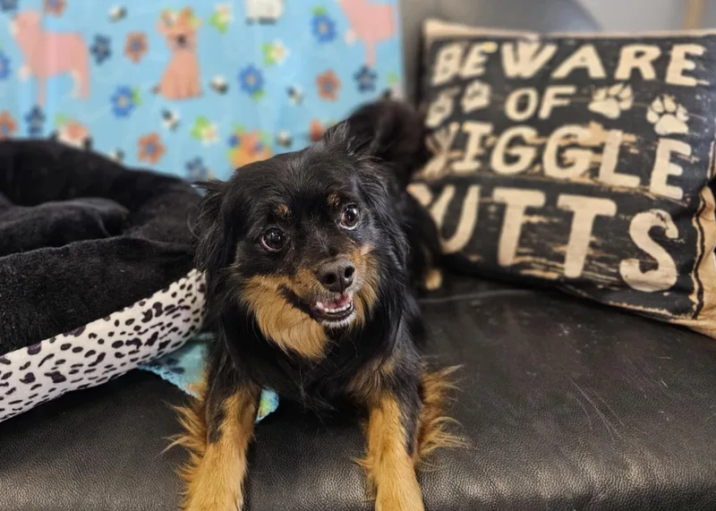 Carmelo And Valentino thumbnail 5