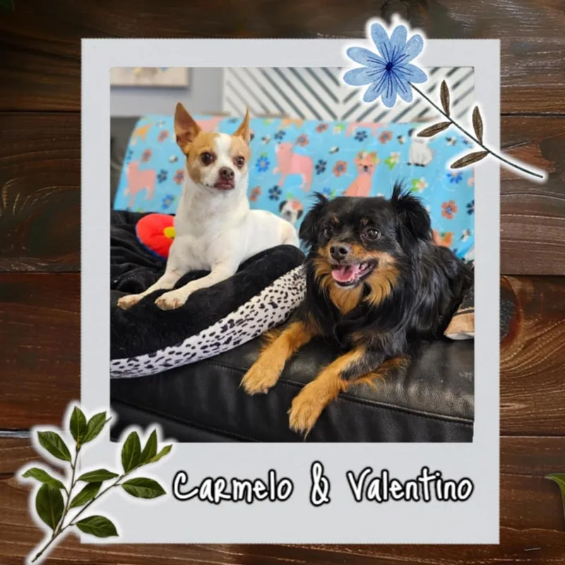 Carmelo And Valentino thumbnail 6