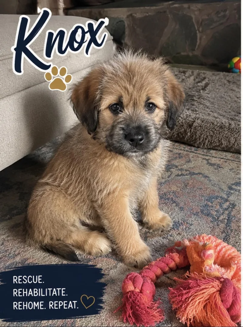 Knox