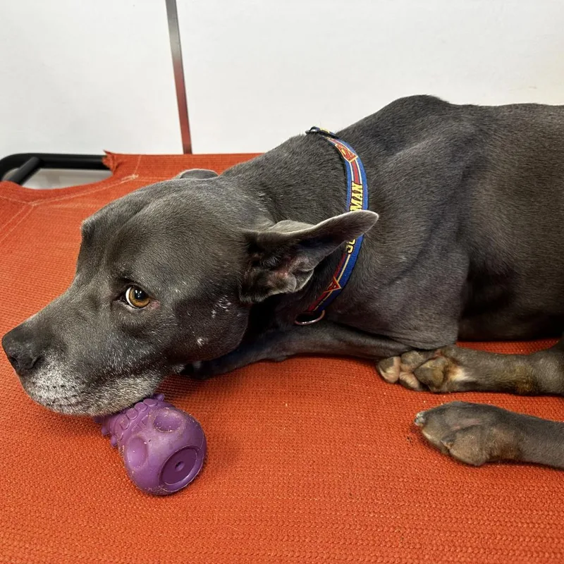 A senior medium-sized male Gray / Blue / Silver American Staffordshire Terrier dog named Superman for adoption in Branford, CT