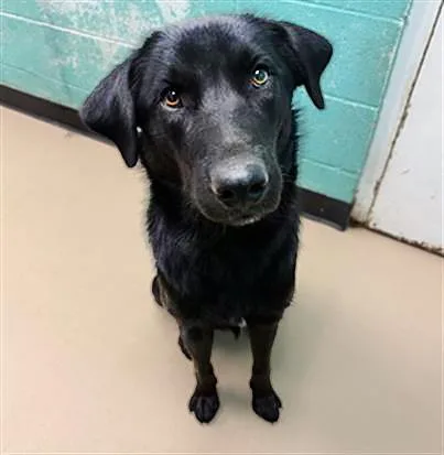 An adult medium-sized male Black Mixed Breed dog named Beetlejuice for adoption in Nashville, TN