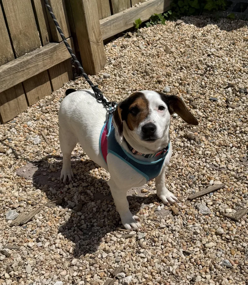 A young small-sized female Bicolor Hound dog named Jolene for adoption in Ellicott City, MD