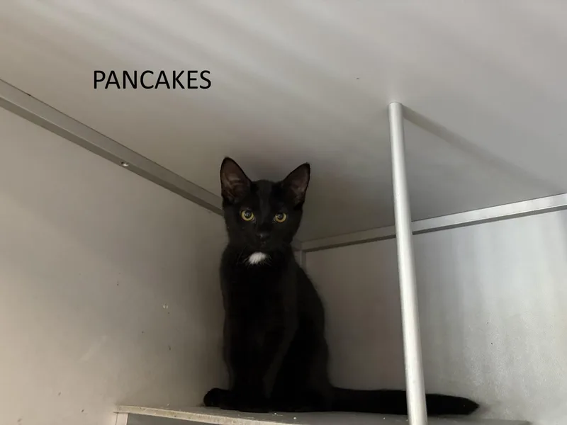 A baby medium-sized female Black Domestic Short Hair cat named Pancakes for adoption in Vernon, NJ