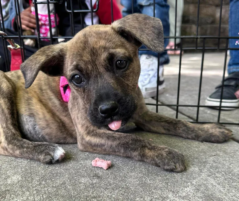 A baby medium-sized female Mountain Cur dog named Rebbie Jackson for adoption in Germantown, OH