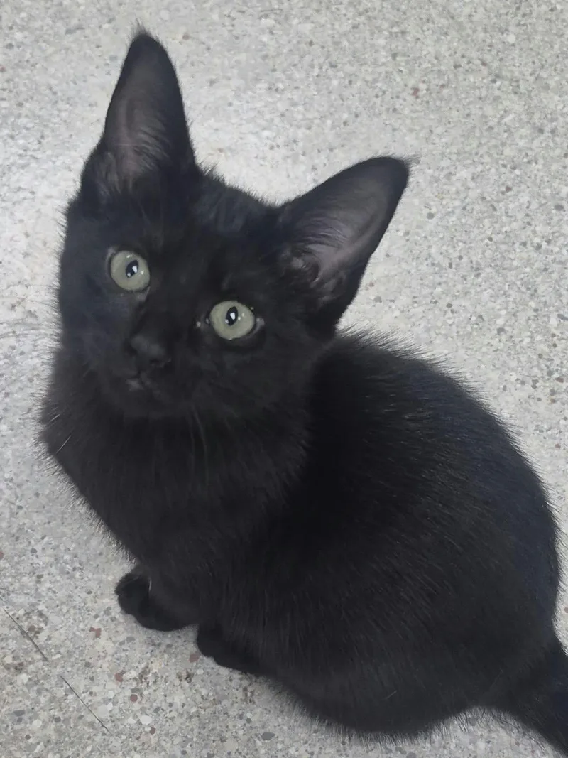 A baby small-sized female Black Domestic Short Hair cat named Rain for adoption in Hollister, CA