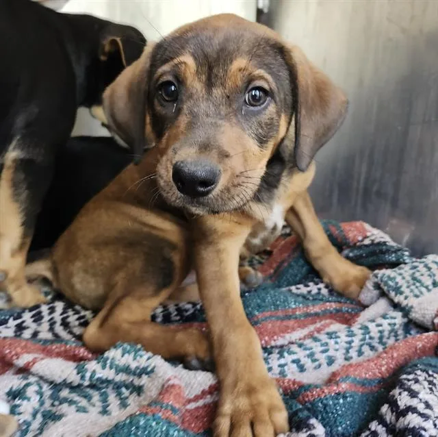 A baby small-sized male Labrador Retriever dog named Zeus for adoption in San Antonio, TX