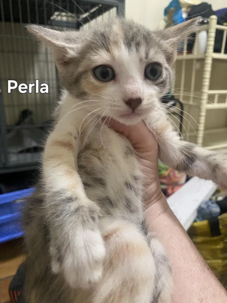 A baby small-sized female Orange & White Domestic Short Hair cat named Perla for adoption in Greenbelt, MD