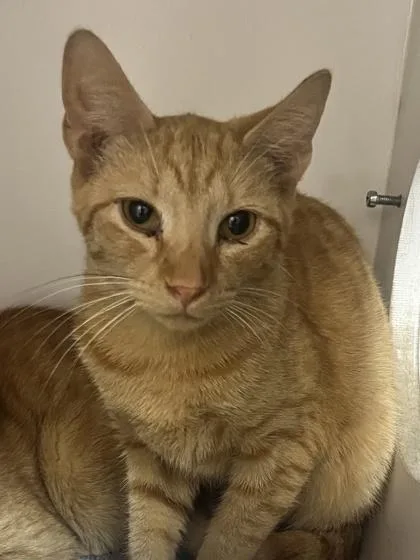 A young medium-sized male Tabby (Orange / Red) Domestic Short Hair cat named Chicken for adoption in Phoenixville, PA