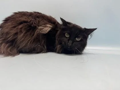 Fiona