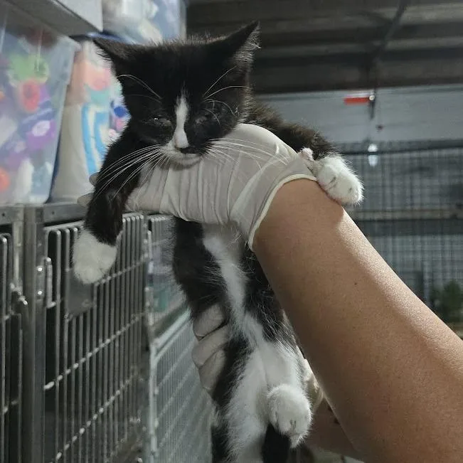 A baby small-sized male Black Domestic Short Hair cat named Kyan for adoption in Sioux Falls, SD