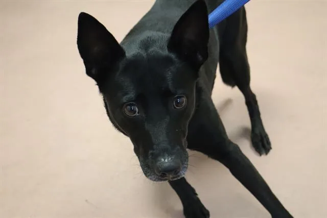 An adult medium-sized female Mixed Breed dog named Artemis for adoption in Columbia, SC