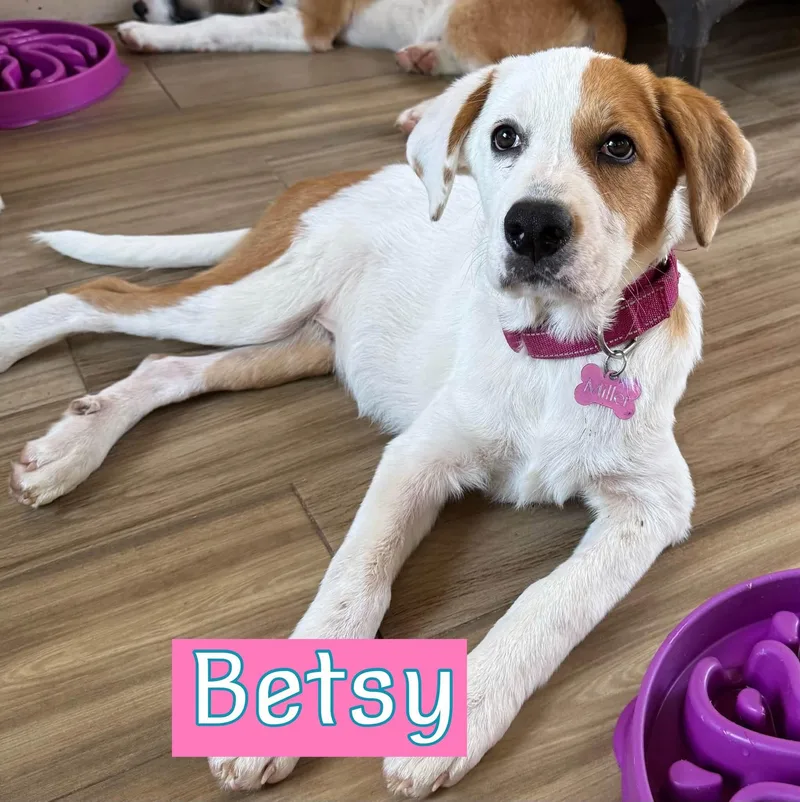 A young large-sized female Hound dog named Betsy for adoption in Keller, TX