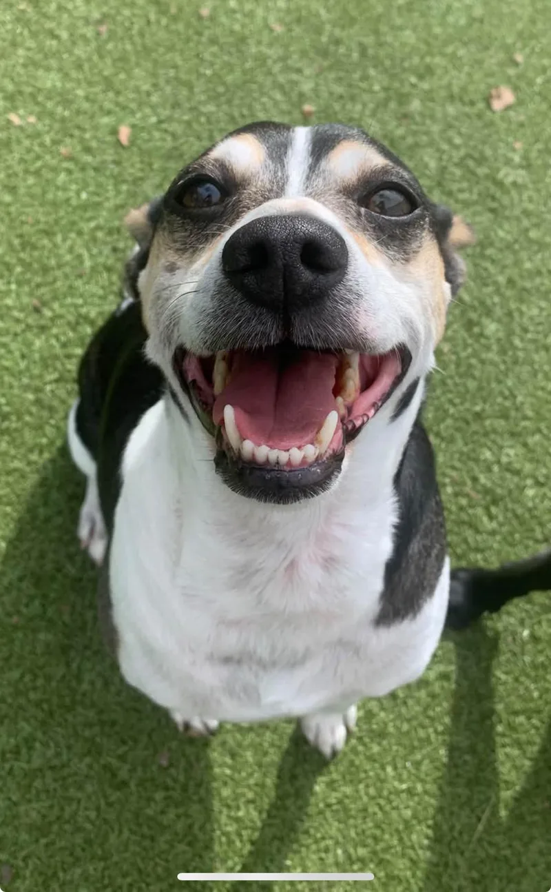 An adult small-sized male Jack Russell Terrier dog named Pistol Pete for adoption in Newark, OH