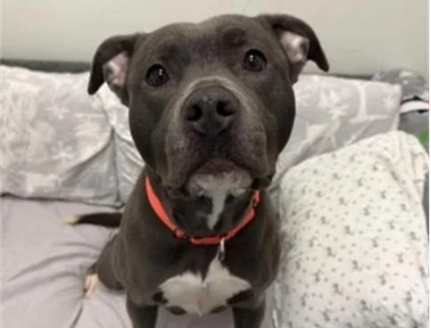 A young medium-sized female Pit Bull Terrier dog named Penny for adoption in Palo Alto, CA