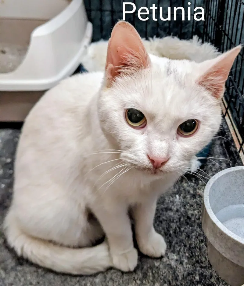 Petunia