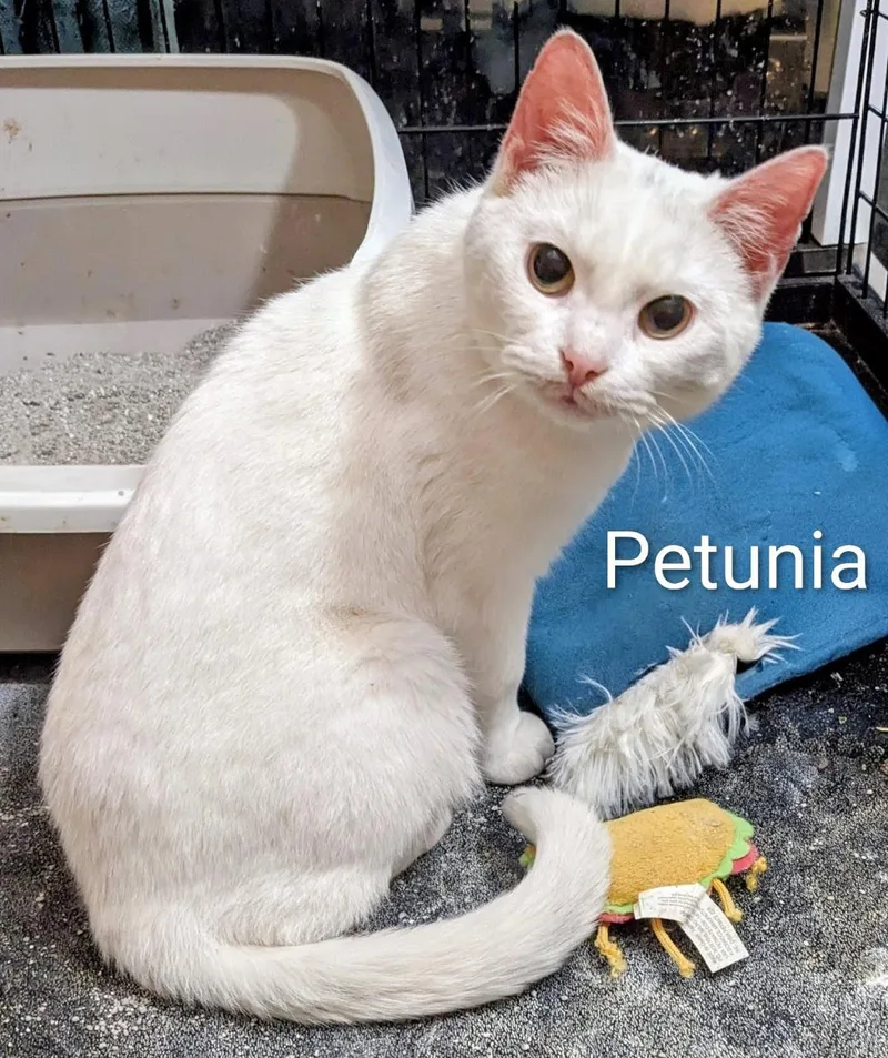Petunia thumbnail 2