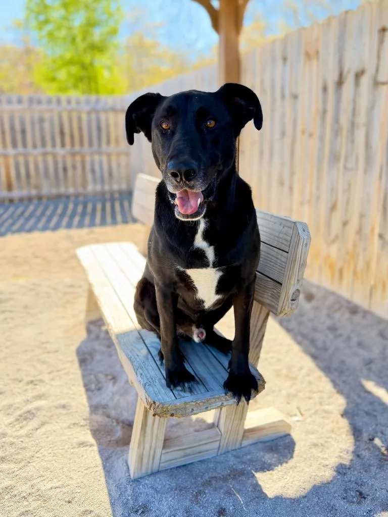 An adult large-sized male Labrador Retriever dog named Whiskey for adoption in Muskegon, MI