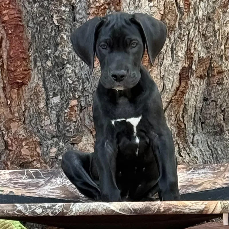 Snoop