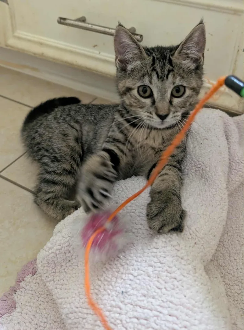 A baby medium-sized female Tabby (Gray / Blue / Silver) American Shorthair cat named Mia for adoption in Houston, TX
