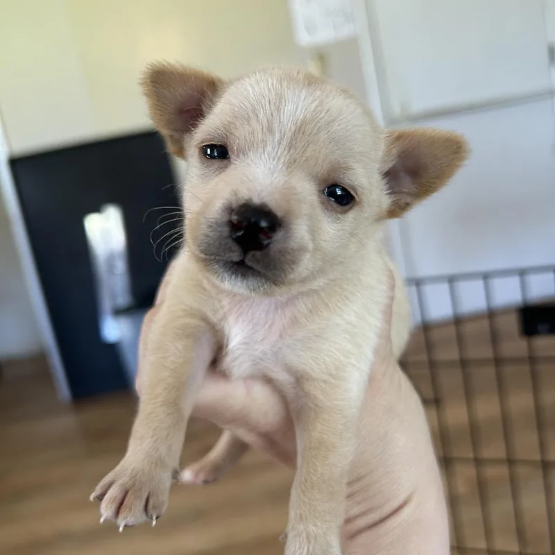 A baby small-sized male Yellow / Tan / Blond / Fawn Mixed Breed dog named Chicken Tender for adoption in Leander, TX
