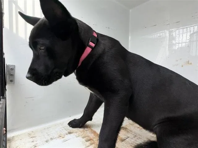 An adult medium-sized female Staffordshire Bull Terrier dog named A for adoption in Houston, TX