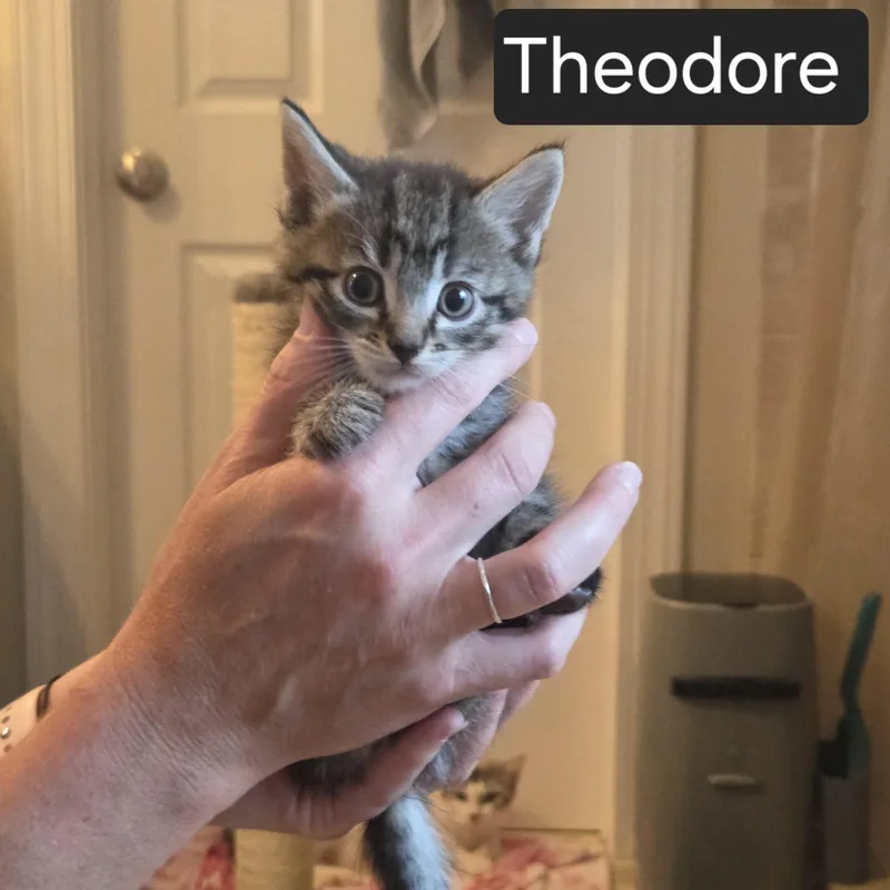 A baby medium-sized male Tabby (Gray / Blue / Silver) Domestic Short Hair cat named Theodore for adoption in SNOW HILL, NC