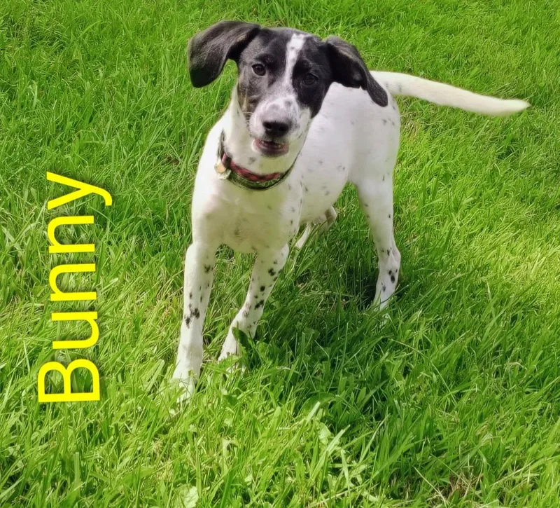 A baby medium-sized female Pointer dog named Bunny for adoption in Kendallville, IN