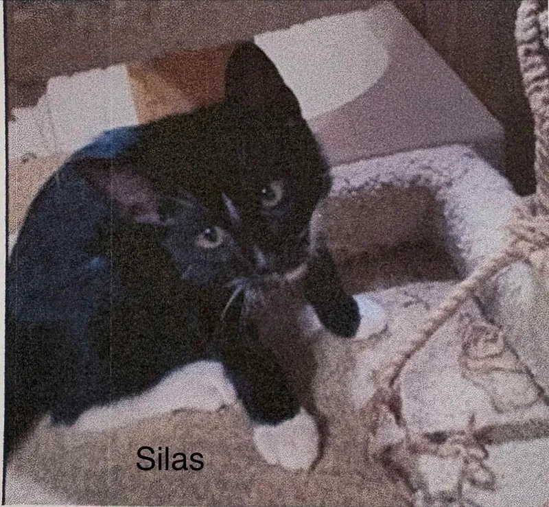 A baby medium-sized male Domestic Short Hair cat named Silas for adoption in Heber City, UT