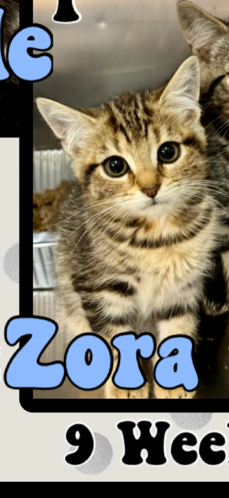 A young medium-sized female Tabby (Brown / Chocolate) American Shorthair cat named Zora for adoption in Marvin, NC